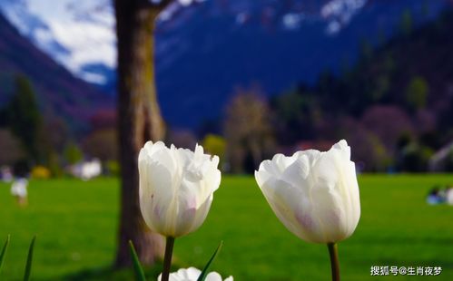 如何挽回花心大萝卜,如何成功挽回花心伴侣