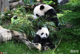 熊猫摔倒后怎么挽回,熊猫摔倒，如何恢复？