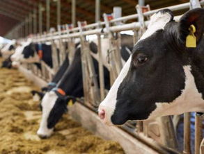 挽回奶牛最好的方法,如何挽回失去的奶牛？