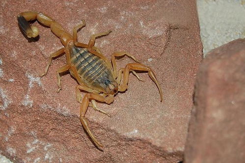 金蝎会挽回吗,金蝎会能否挽回？