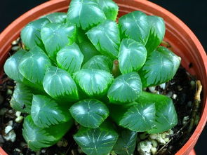 怎么挽回玉露不饱满,挽救玉露生产不足