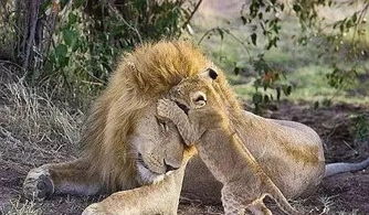 挽回狮子男双肩推荐,怎样挽回狮子男的心