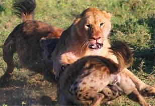 挽回狮子男的时机,如何抓住狮子男的挽回时机