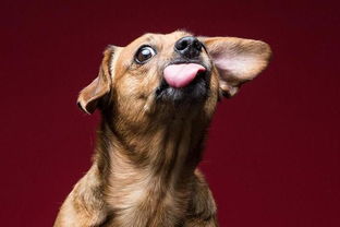 舔狗怎么挽回女友,舔狗挽回女友技巧