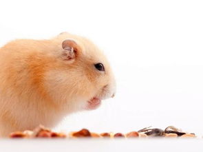 如何挽回仓鼠的情绪,宠物仓鼠情绪低落怎么办？