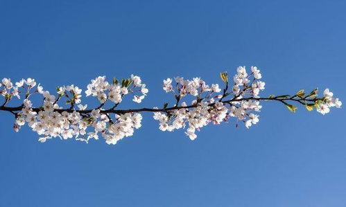 白羊如何挽回巨蟹男的，让巨蟹男重燃爱火的实用方法，白羊必读！