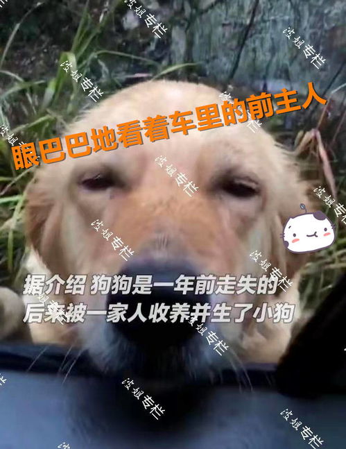 挽回属狗女人的心,如何挽回一位狗年女子的心？