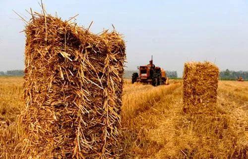 暴雨后怎么挽回草坪,挽救淹水草坪的小技巧