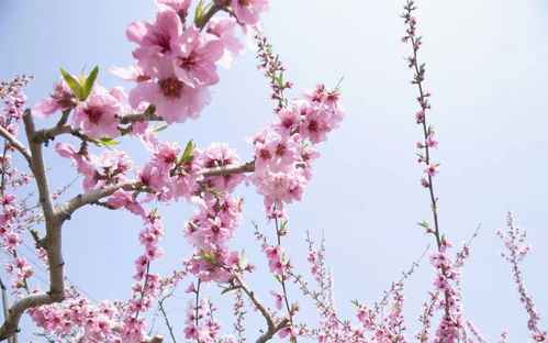 如何斩断桃花挽回老婆,成功挽回老婆：斩断桃花心理！