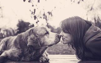 怎么挽回狗狗的心理,挽回狗狗的心理：重新建立信任