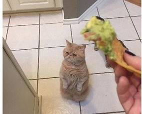 挽回男友猫绳理论,如何挽回男友情感，用猫绳理论帮你搞定