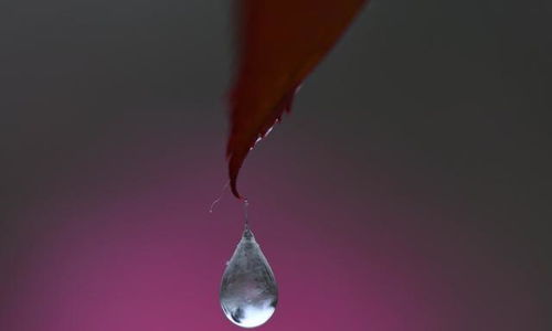 对绝情的蝎子怎么挽回，如何让绝情的蝎子重燃爱火