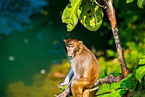 属猴如何挽回分手,属猴如何有效挽回分手？