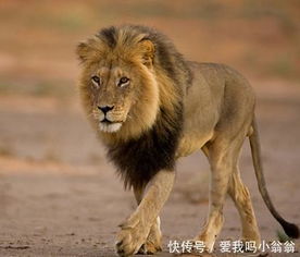 终于成功挽回狮子男,成功挽回狮子男的另类方法