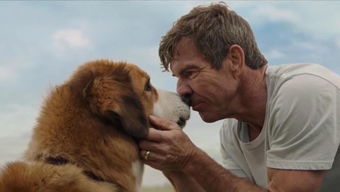 长期舔狗怎么挽回,舔狗改邪归正，如何挽回爱情