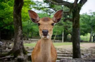 小鹿挽回怎么样,如何让小鹿回头