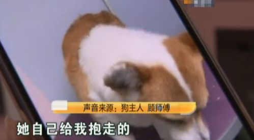 打完狗怎么挽回老公,如何挽回老公：一位女子因打狗而失去他