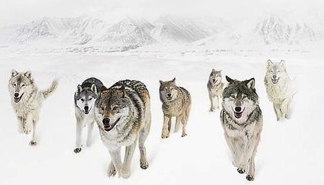 鬼狼怎么挽回尊严,重振尊严的鬼狼