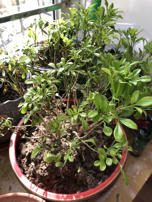 罗勒蔫了怎么挽回,如何挽救罗勒凋谢？