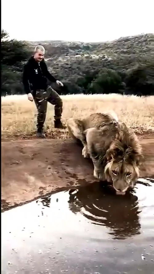 狮子男挽回后冷漠,狮子男冷漠挽回后状态如何