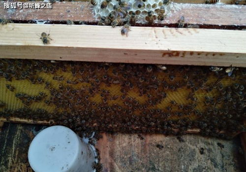怎样挽回蜜蜂群,如何成功挽回蜜蜂族群？