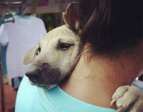 舔狗式的挽回,挽回爱情的良策，告别舔狗式