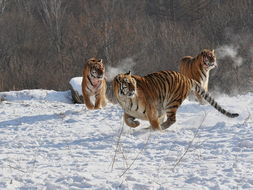 属虎女人挽回感情,属虎女如何挽回爱情