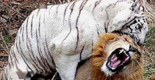 装可怜挽回狮子女，狮子女分手后难过，怎么办才能挽回？