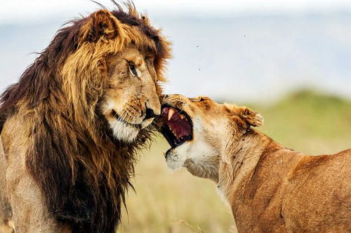 狮子女值得挽回吗,女狮子可挽回吗？)