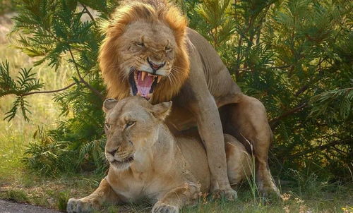 怎样挽回冷酷狮子男,如何挽救冷漠的狮子男