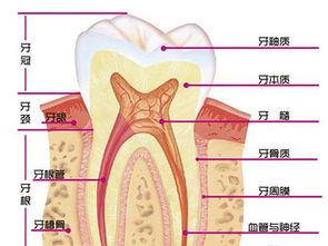 轻度龋齿可以挽回吗,如何拯救轻度龋齿？