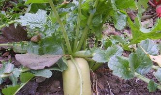 病害挽回损失,病害治理有效减少损失