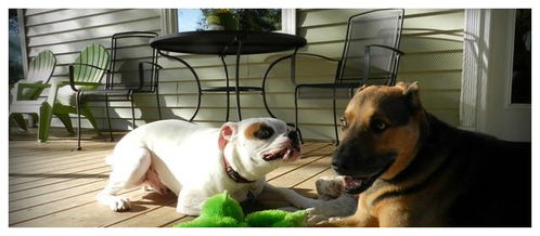 如何挽回狗狗的心,重新建立与宠物狗的感情