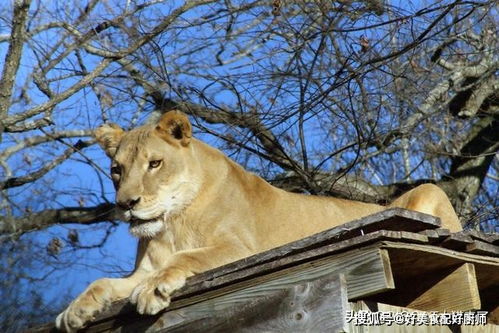 被狮子男挽回啦，狮子男挽回我，前方有光！