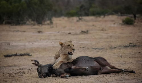 狮子女难挽回吗,挽回狮子女心灵，难度不小