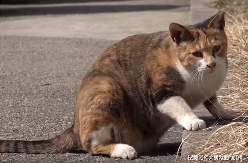 挽回男友猫绳理论,如何挽回男友情感，用猫绳理论帮你搞定