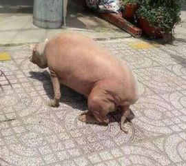 挽回属猪男人的绝招,成功挽回属猪男人的秘诀