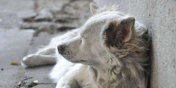 狗狗吸了毒品怎样挽回,狗狗误食毒品怎么救治