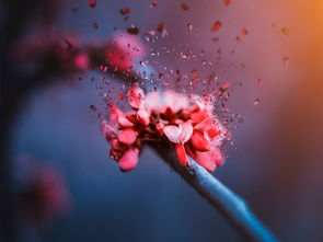 花好情感挽回案例,“失去爱人，重获幸福”