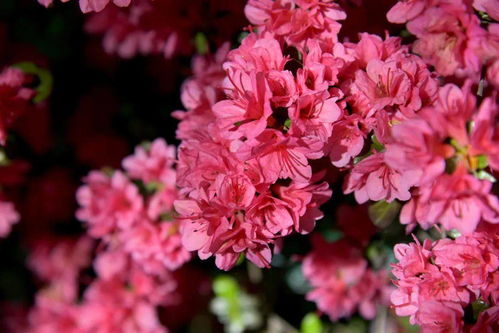 陈小鹏挽回杜鹃,陈小鹏成功挽回杜鹃