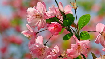 表达挽回爱情的花,重拾爱火，挽回爱情