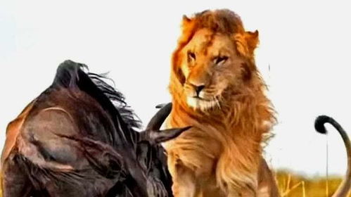 狮子男开口挽回你,让狮子男主动挽回你