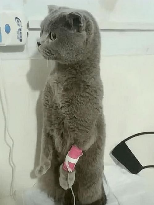 打完猫后怎么挽回,失误删猫，如何挽回？