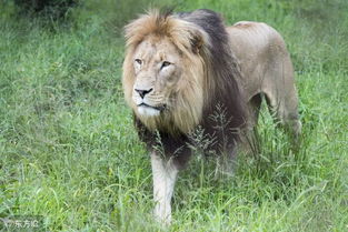 怎么挽回狮子的心,如何挽回狮子的心的新标题：挽救狮子之爱的秘诀