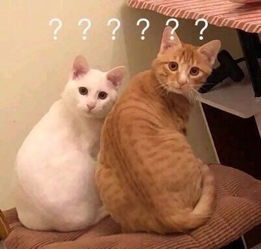 猫咪用全力挽回尊严,猫咪拼尽全力挽回尊严