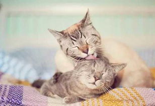 猫咪摔坏了怎么挽回,如何挽救猫咪因摔跤而受伤的情况