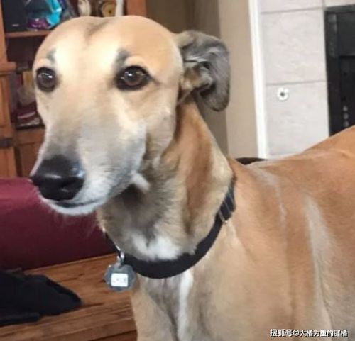 受重生挽回忠犬,忠犬翻身：受重生抢回爱主人