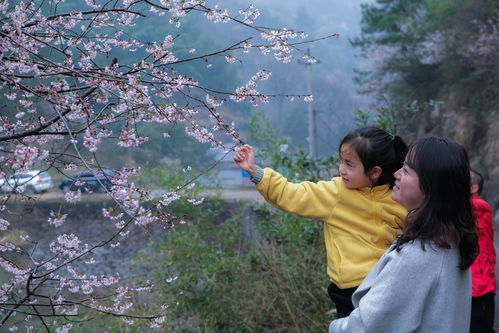 花镇情感挽回地址,用情挽回，看花镇心经