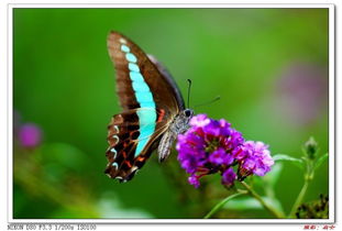 如何利用蝴蝶原理挽回,利用蝴蝶效应挽回爱情