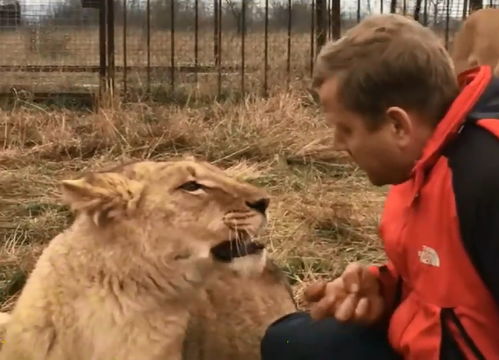 狮子老婆该怎么挽回,如何挽回狮子夫人？